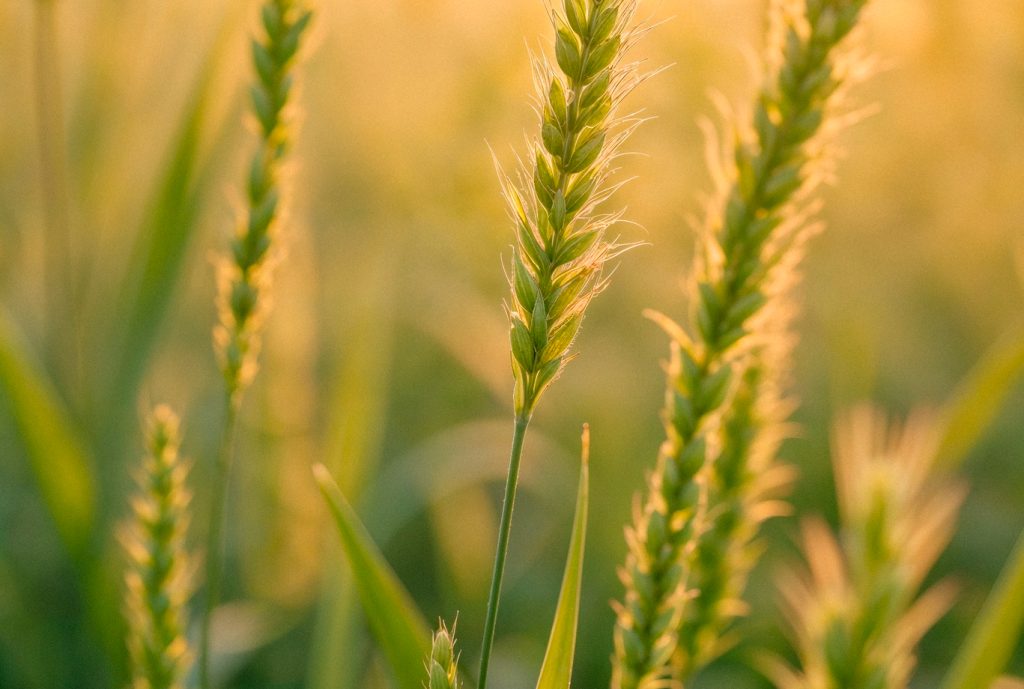 Agriculture & Animal Farming