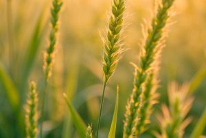 Agriculture & Animal Farming